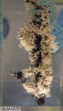 Image of Boreal oakmoss lichen