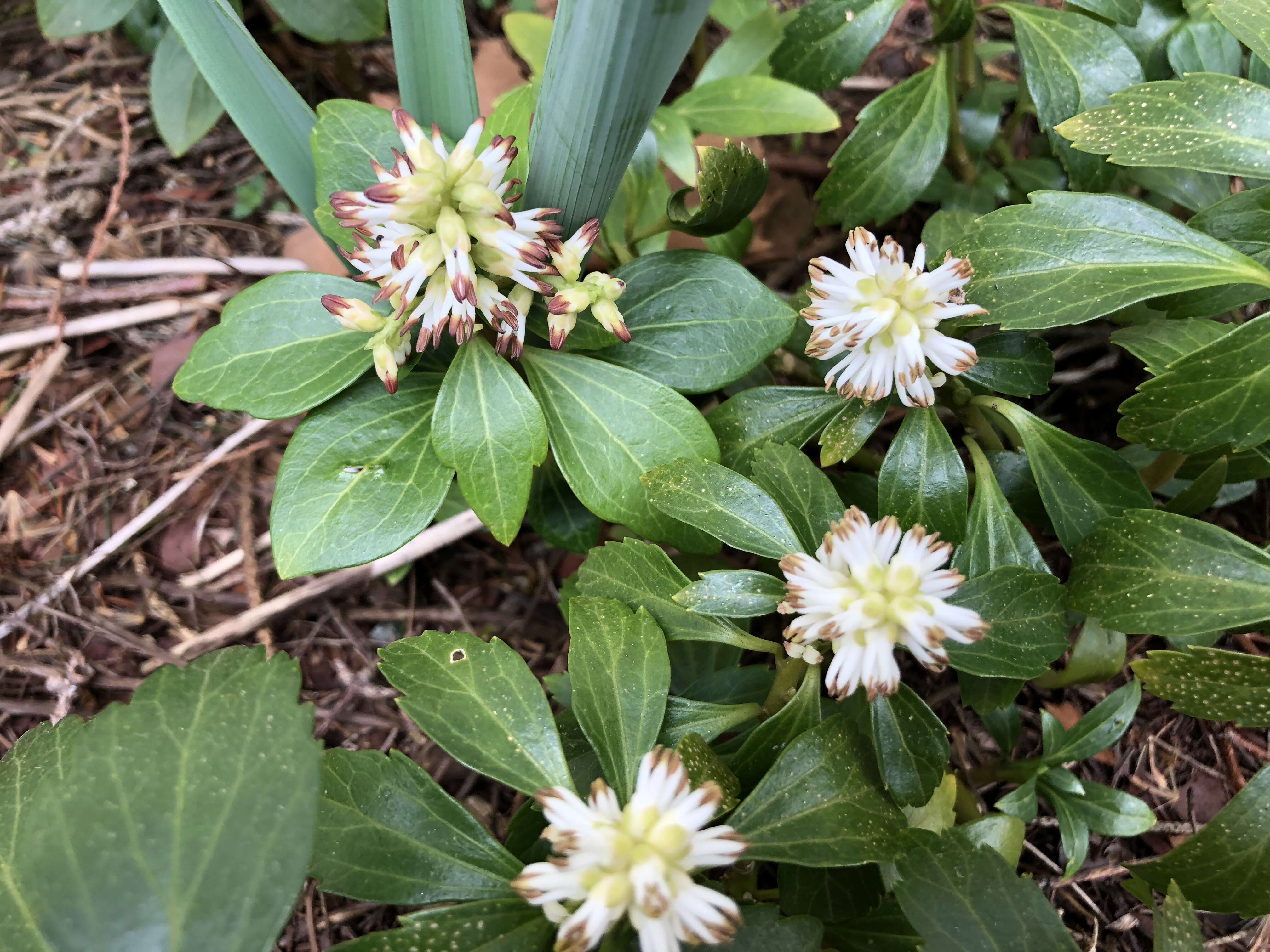 Image of Japanese pachysandra