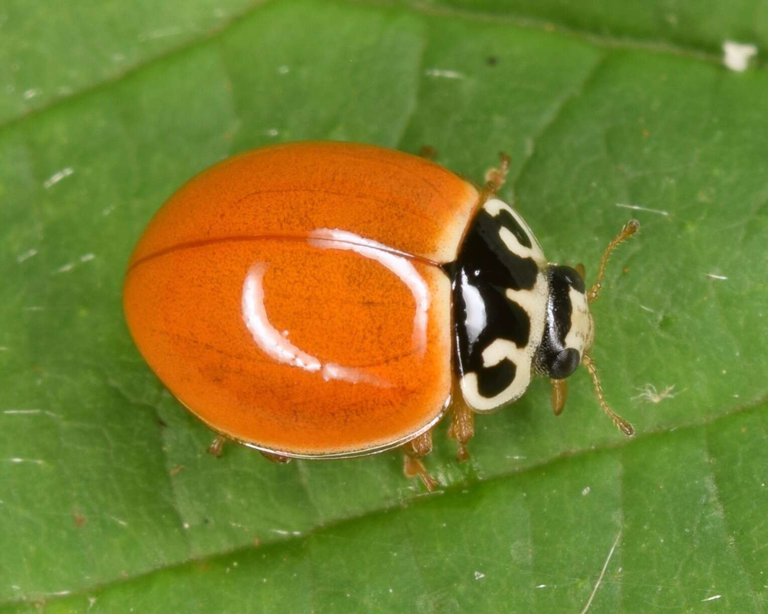 Image of Spotless Lady Beetles