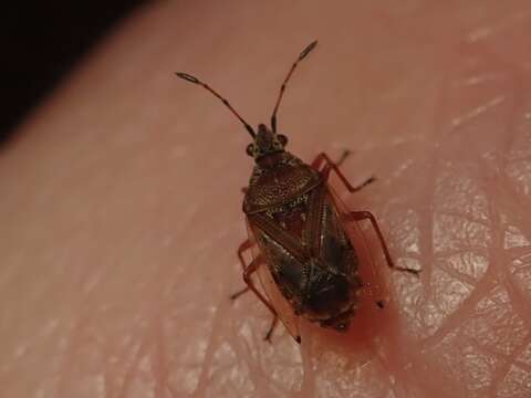 Image of Birch Catkin Bug