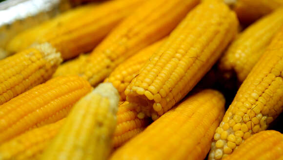 Image of corn