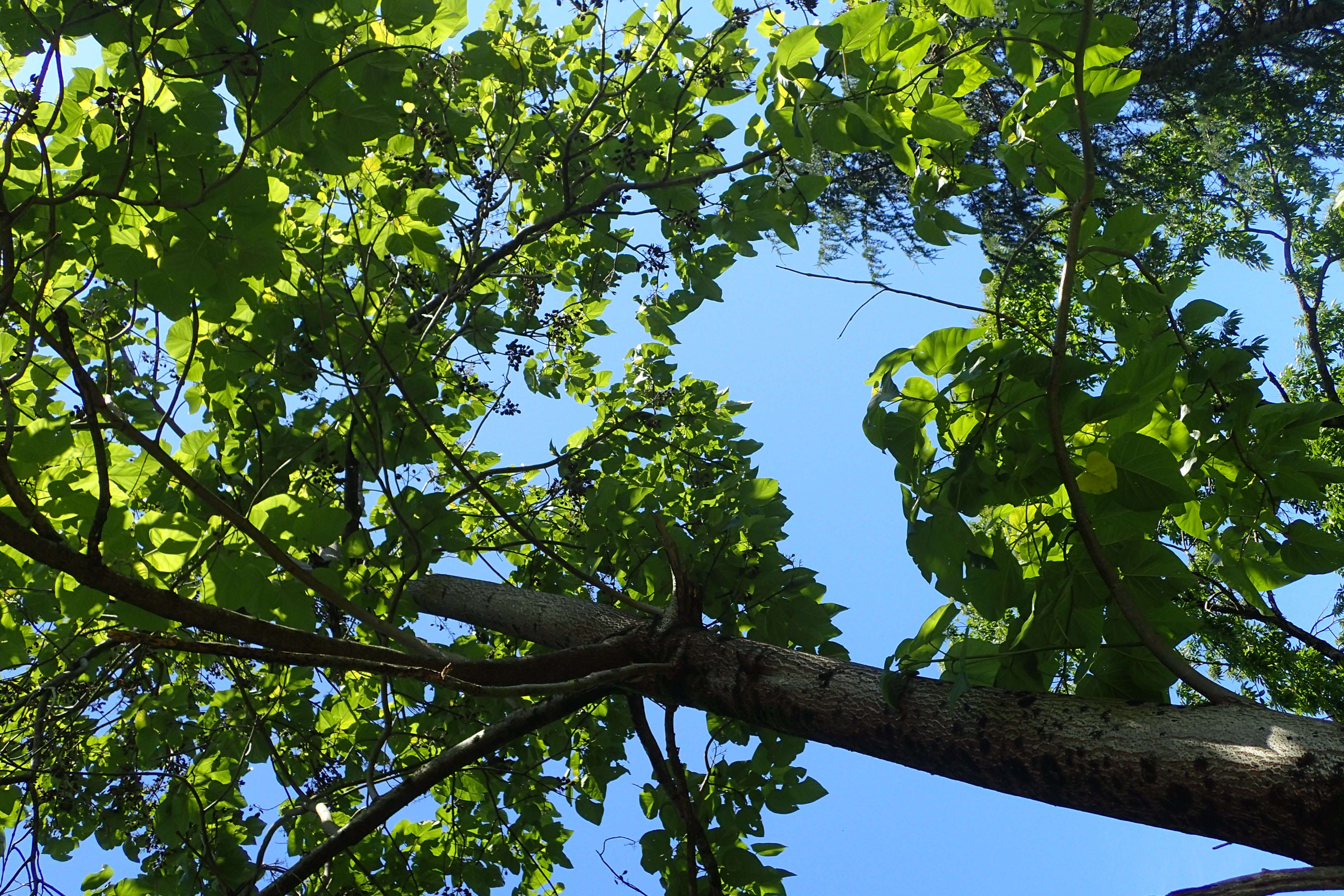 Image of Paulownia fortunei (Seem.) Hemsl.