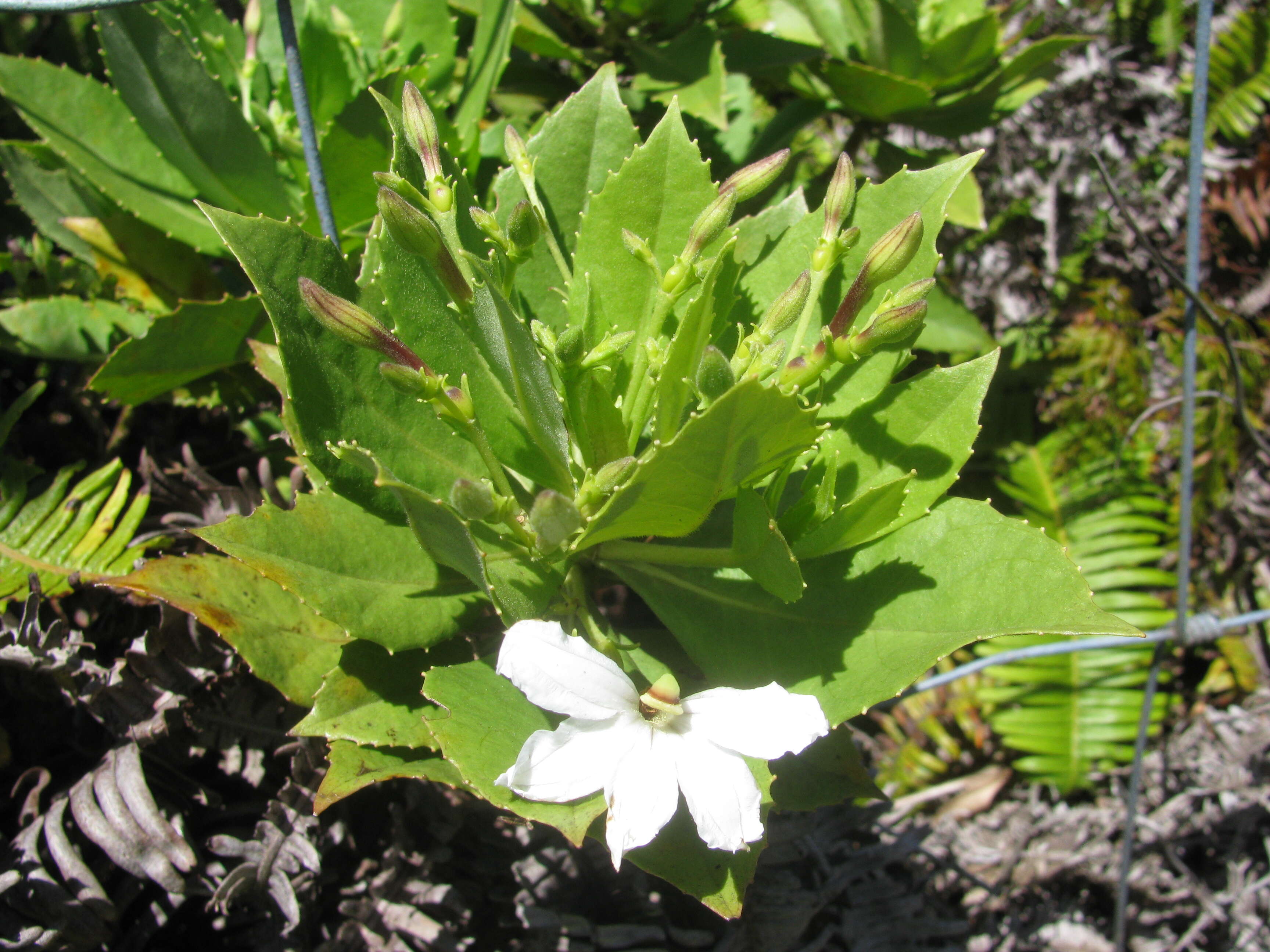 Imagem de Scaevola chamissoniana Gaud.