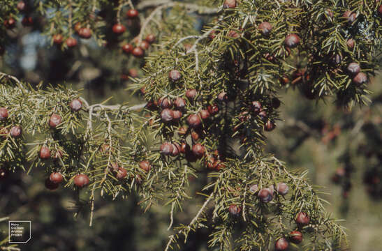 Image of Prickly Juniper