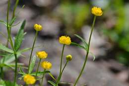 Image de Ranunculus cassubicus L.