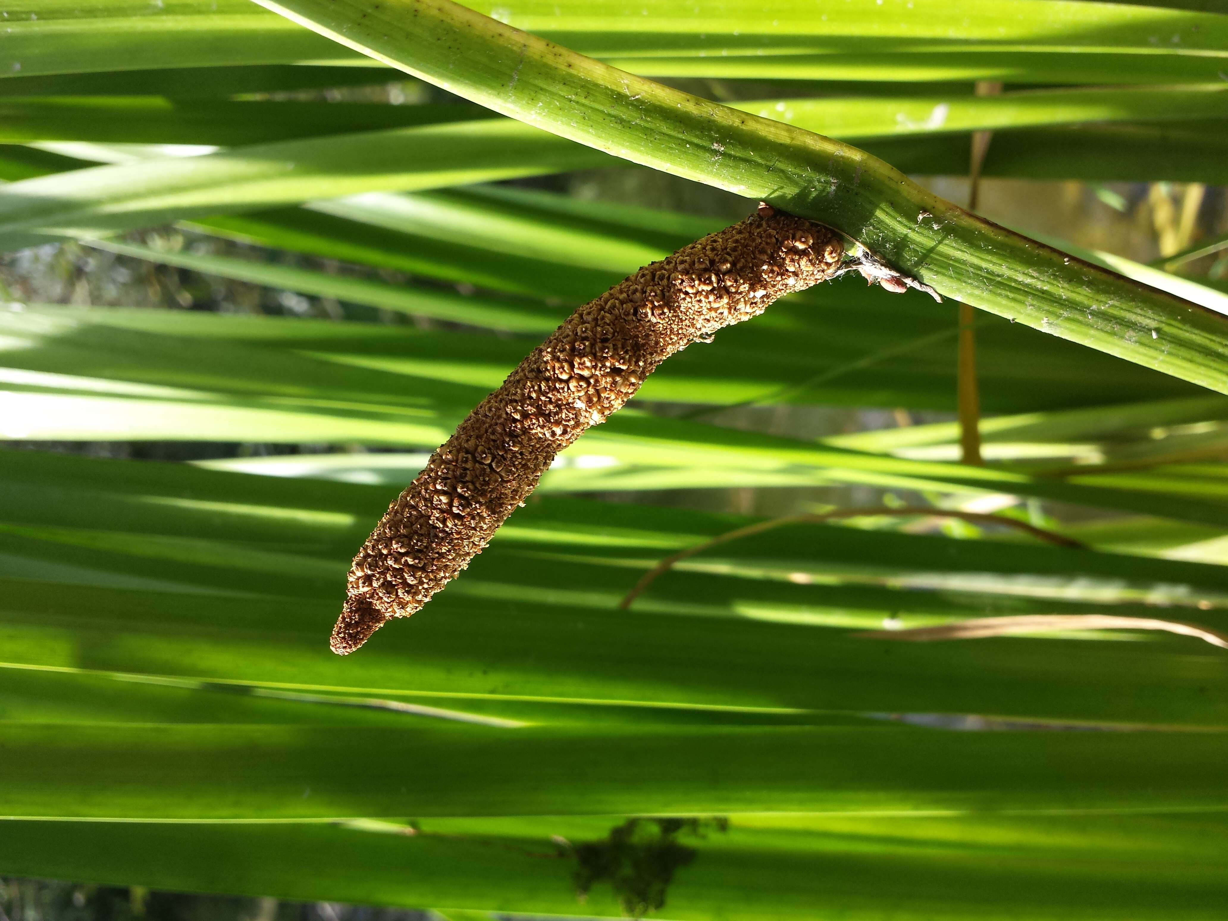 Imagem de Acoraceae