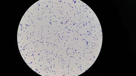 Image of Bacteria