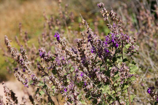 Image of rock sage