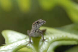 Image of Bahaman brown anole