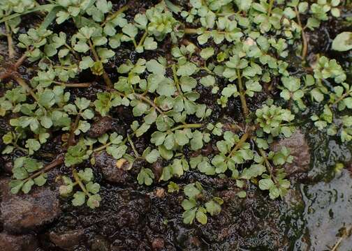 Image of Fool's-Watercress