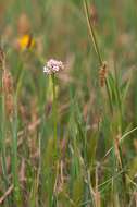 Image of marsh valerian