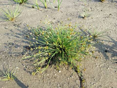 Juncus bulbosus L. resmi