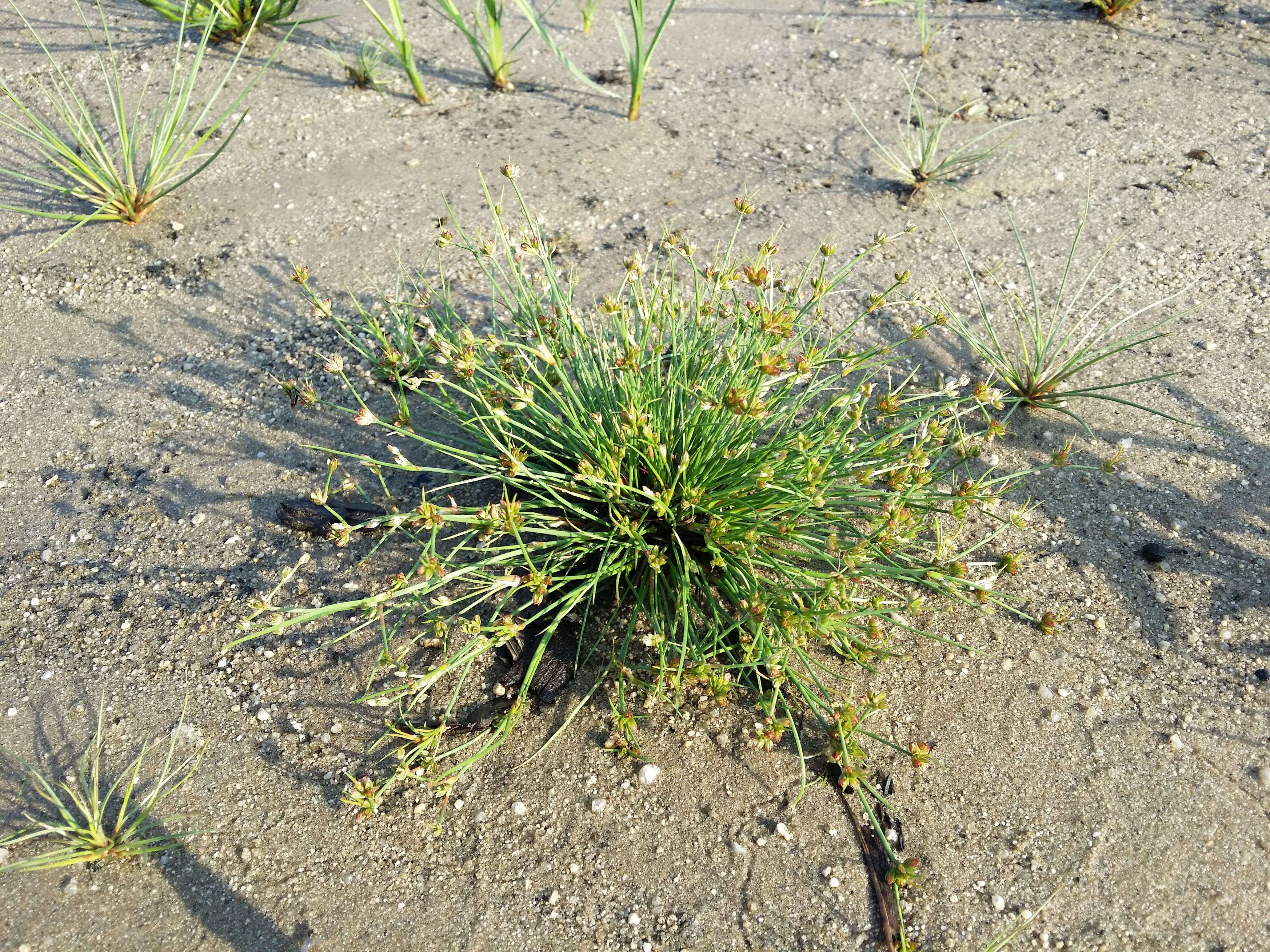 Juncus bulbosus L. resmi