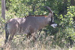 Image of Roan Antelope