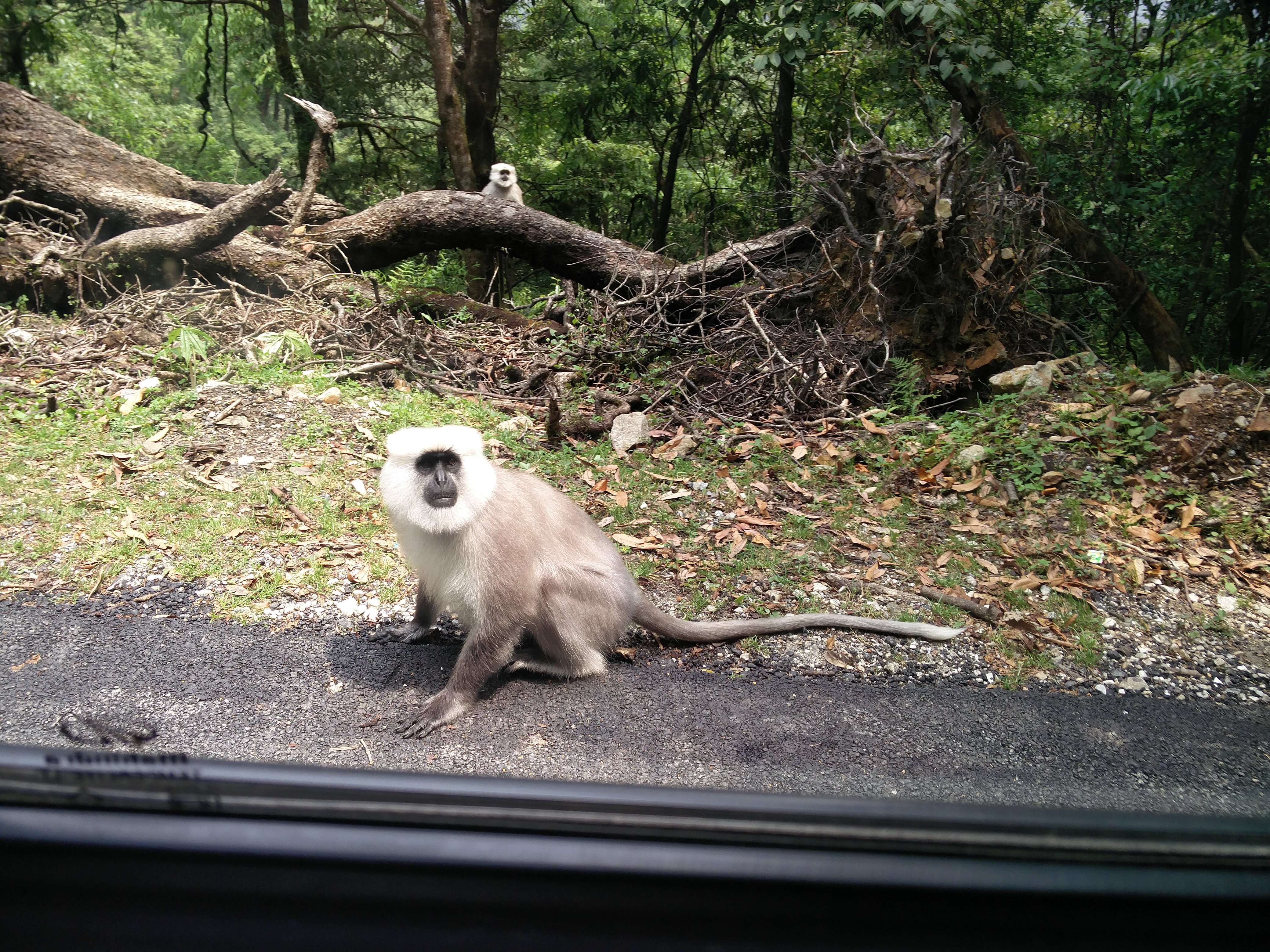 Semnopithecus hector (Pocock 1928) resmi