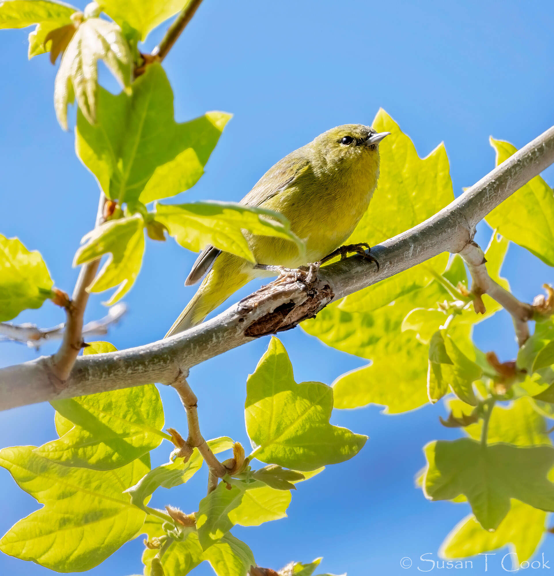 Imagem de Platanus racemosa Nutt. ex Audubon