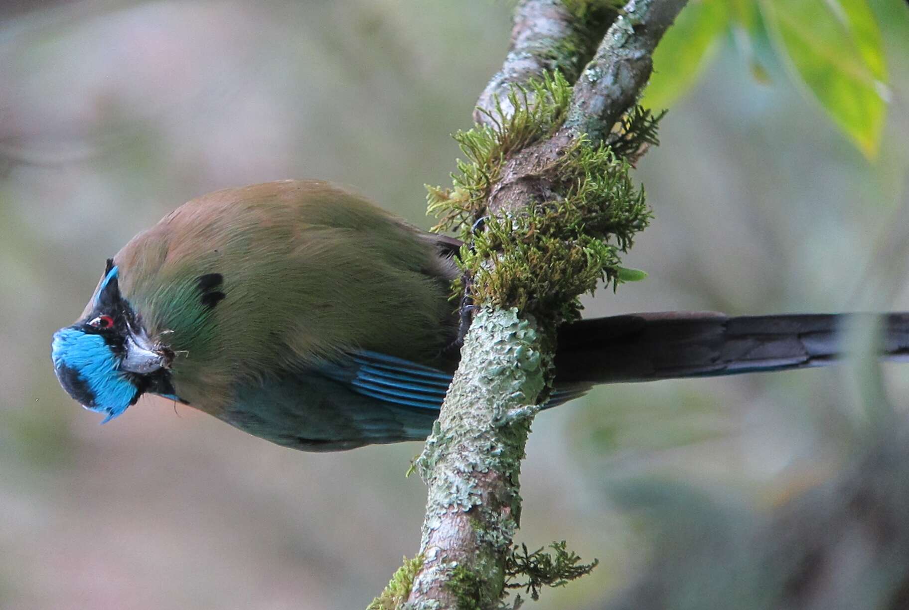 Momotus aequatorialis Gould 1858 resmi