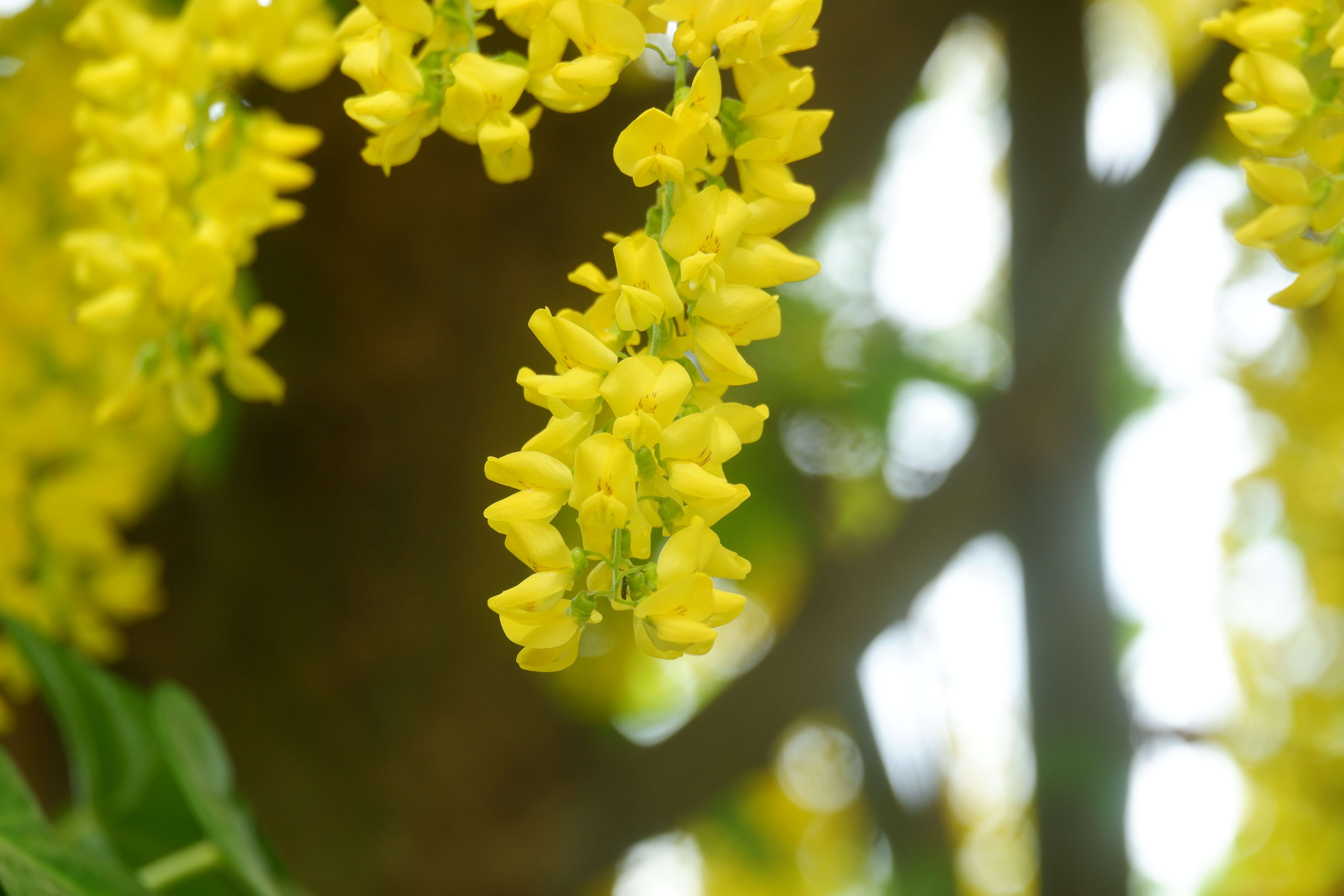 Image of Common Laburnum