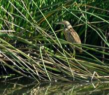 Image of American Bittern