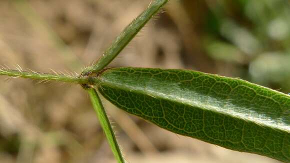 Image of Small-leaf glycine