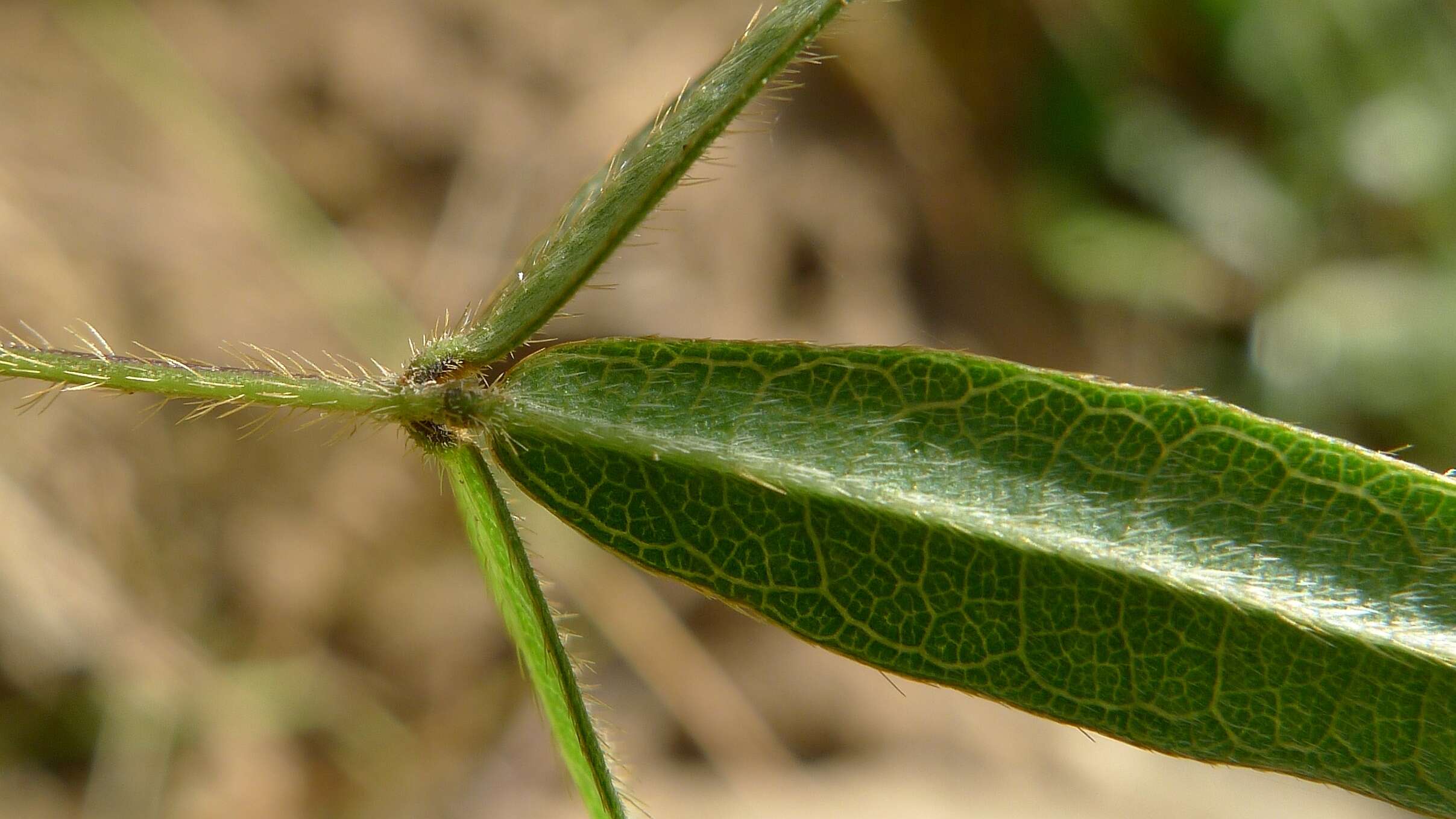 Imagem de Glycine microphylla Tindale