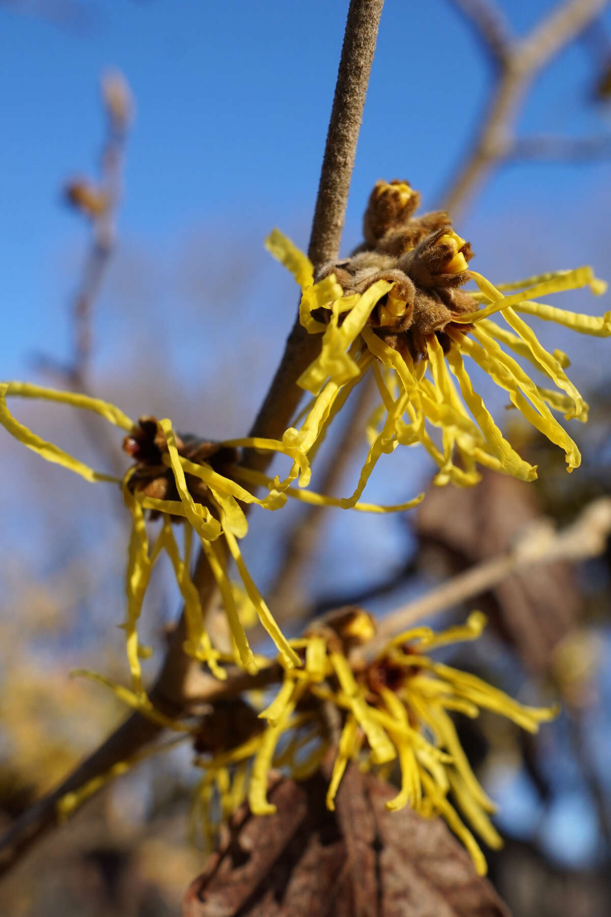 Hamamelis mollis Oliv. resmi