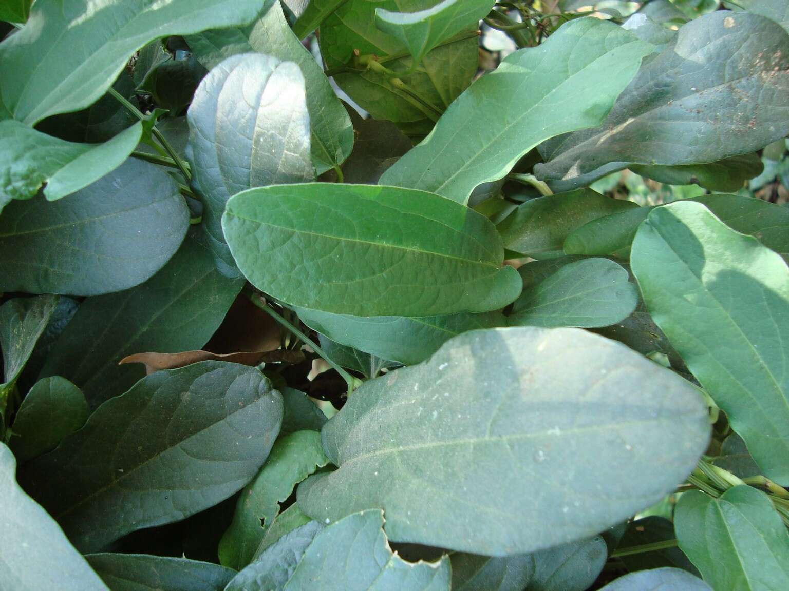 Image de Aristolochia indica L.