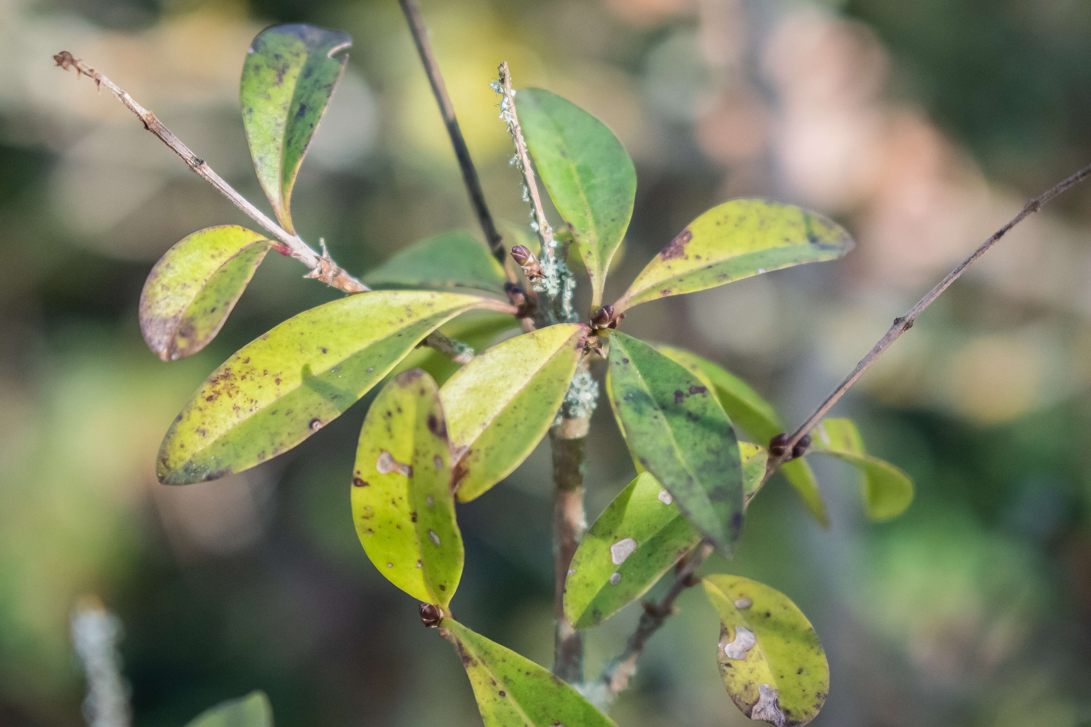 Image of European privet