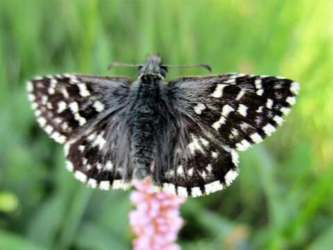 Image of Grizzled skipper