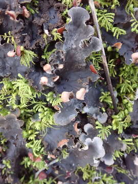 Image of felt lichen