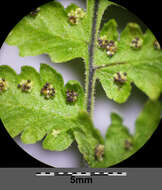 Image of scented oakfern