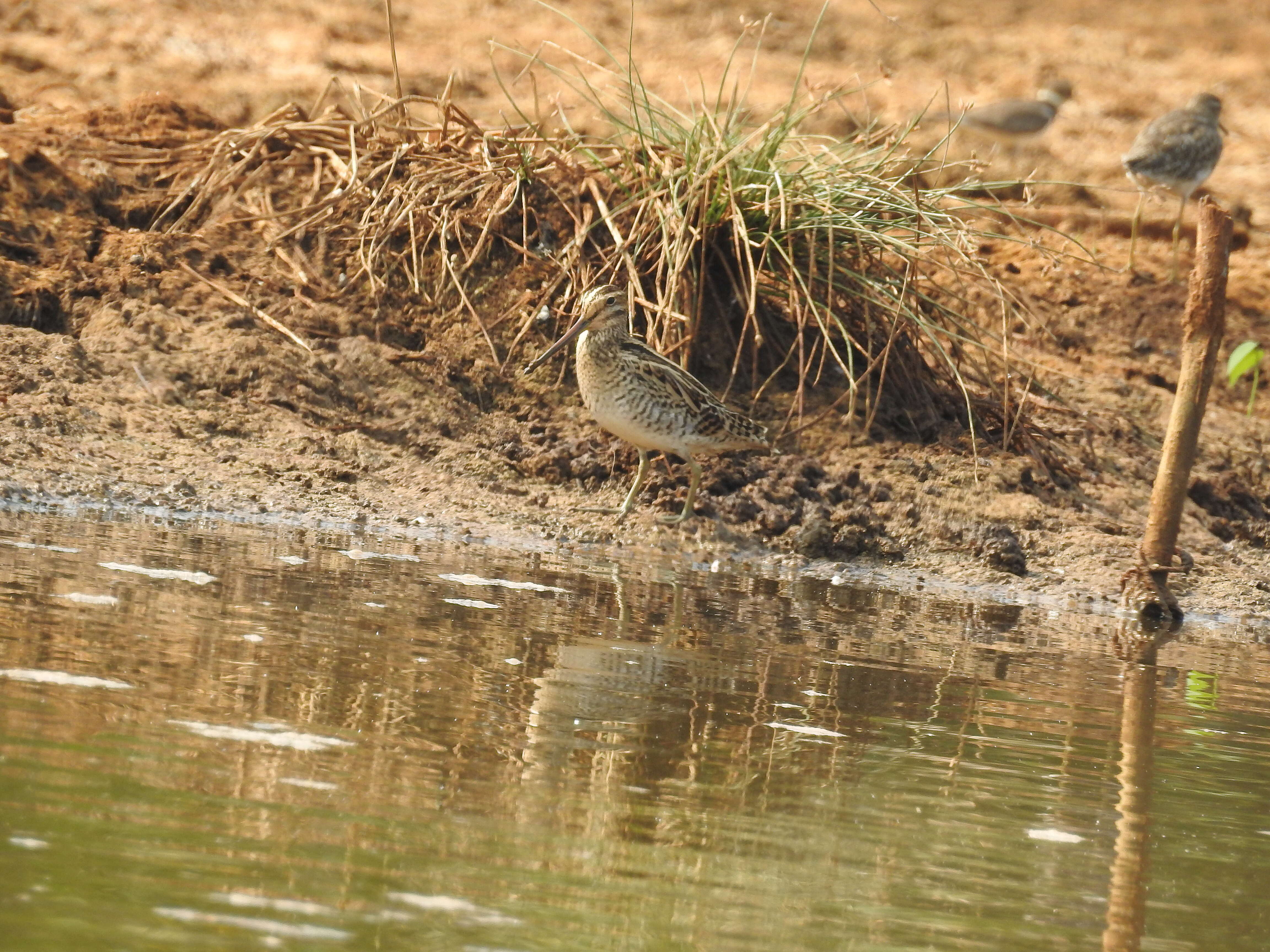 Image of Pin-tailed Snipe