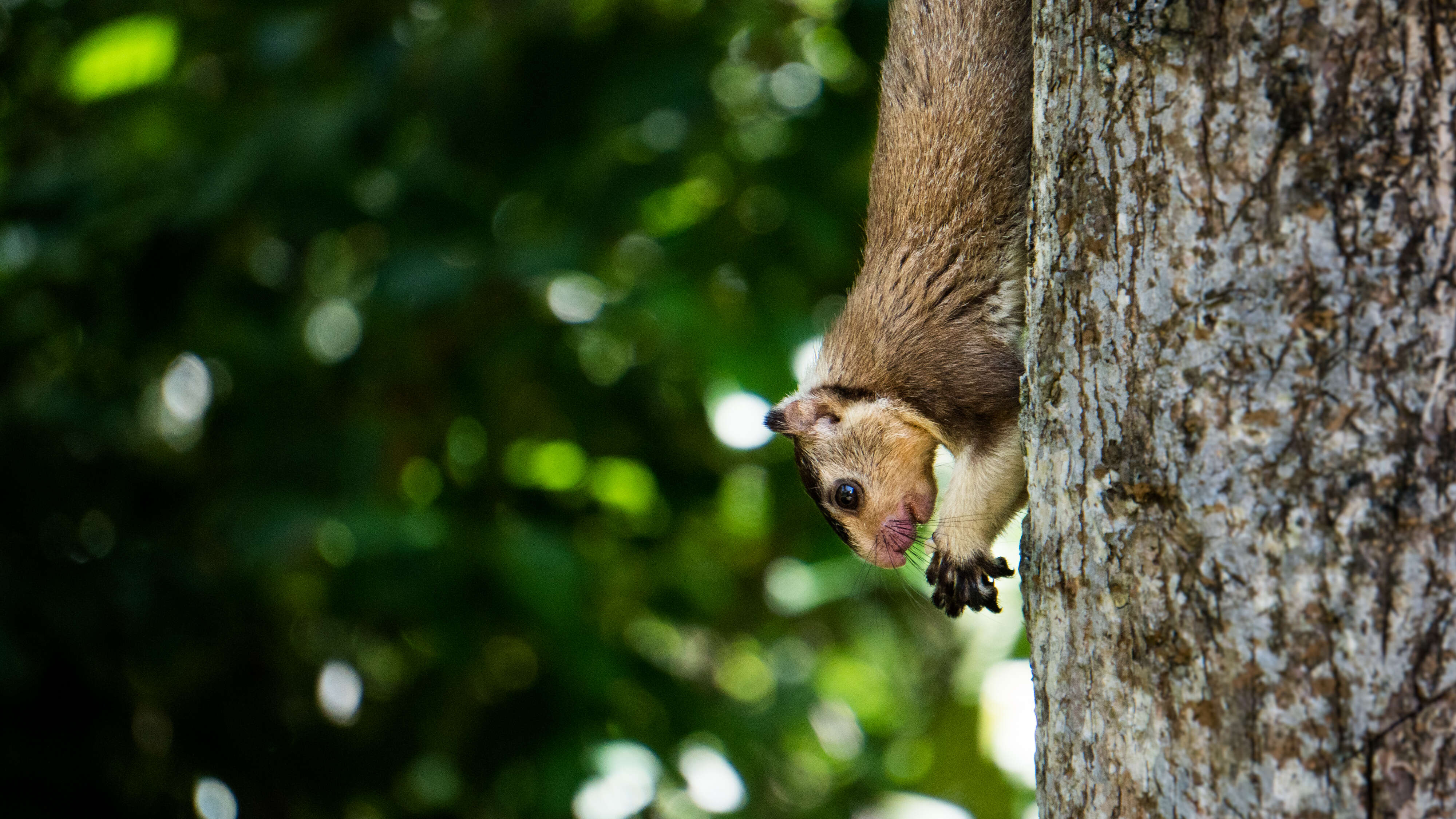 Image of Grizzled Giant Squirrel