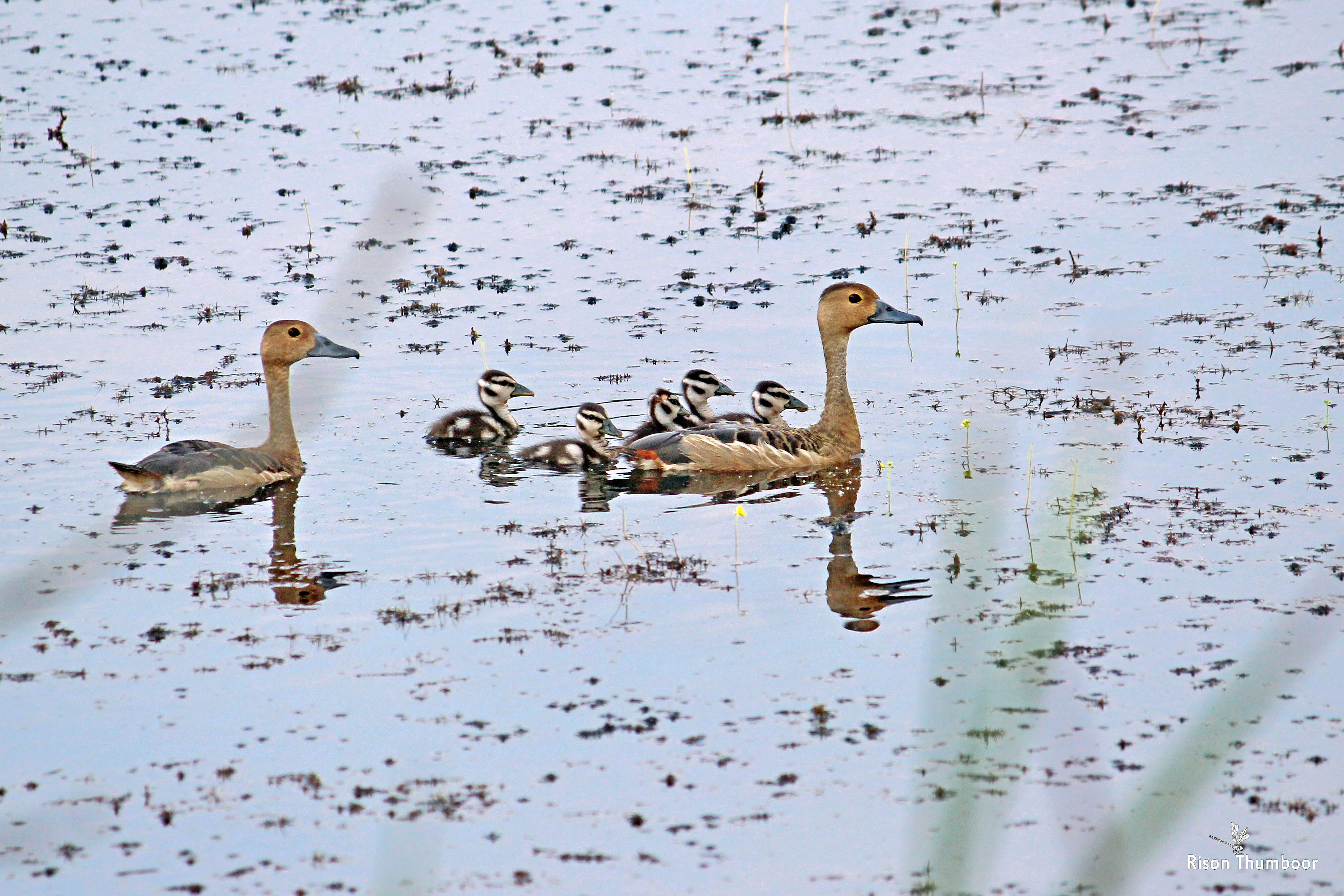 Image of Lesser Whistling Duck