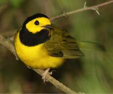 Image of Hooded Warbler