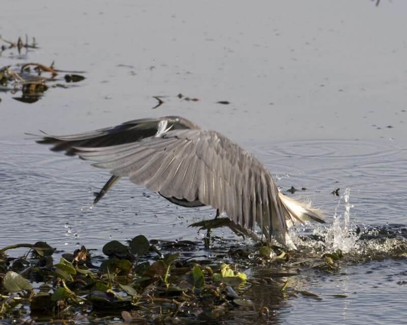 Image de Aigrette tricolore