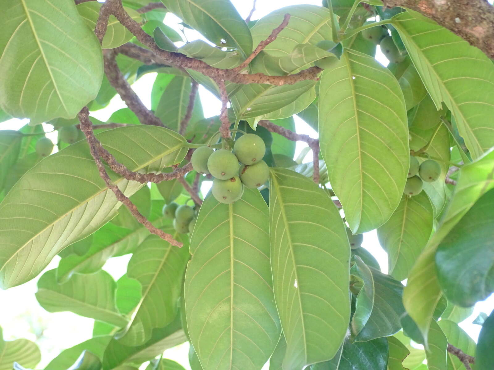 Image of Ficus callosa Willd.