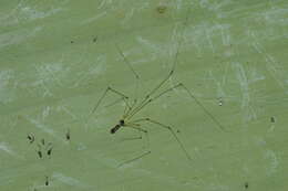 Image of Uthina