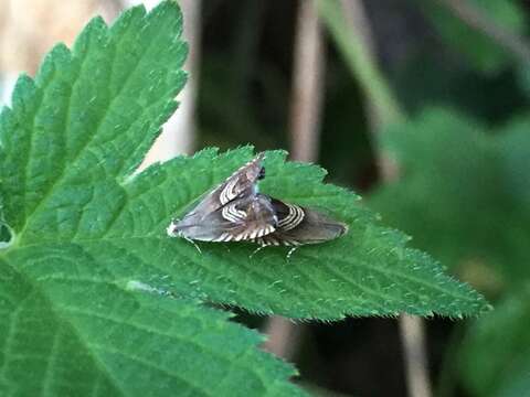 Image of Eurasian Hemp Moth