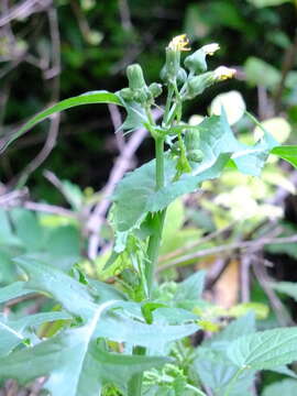 Image of common sowthistle