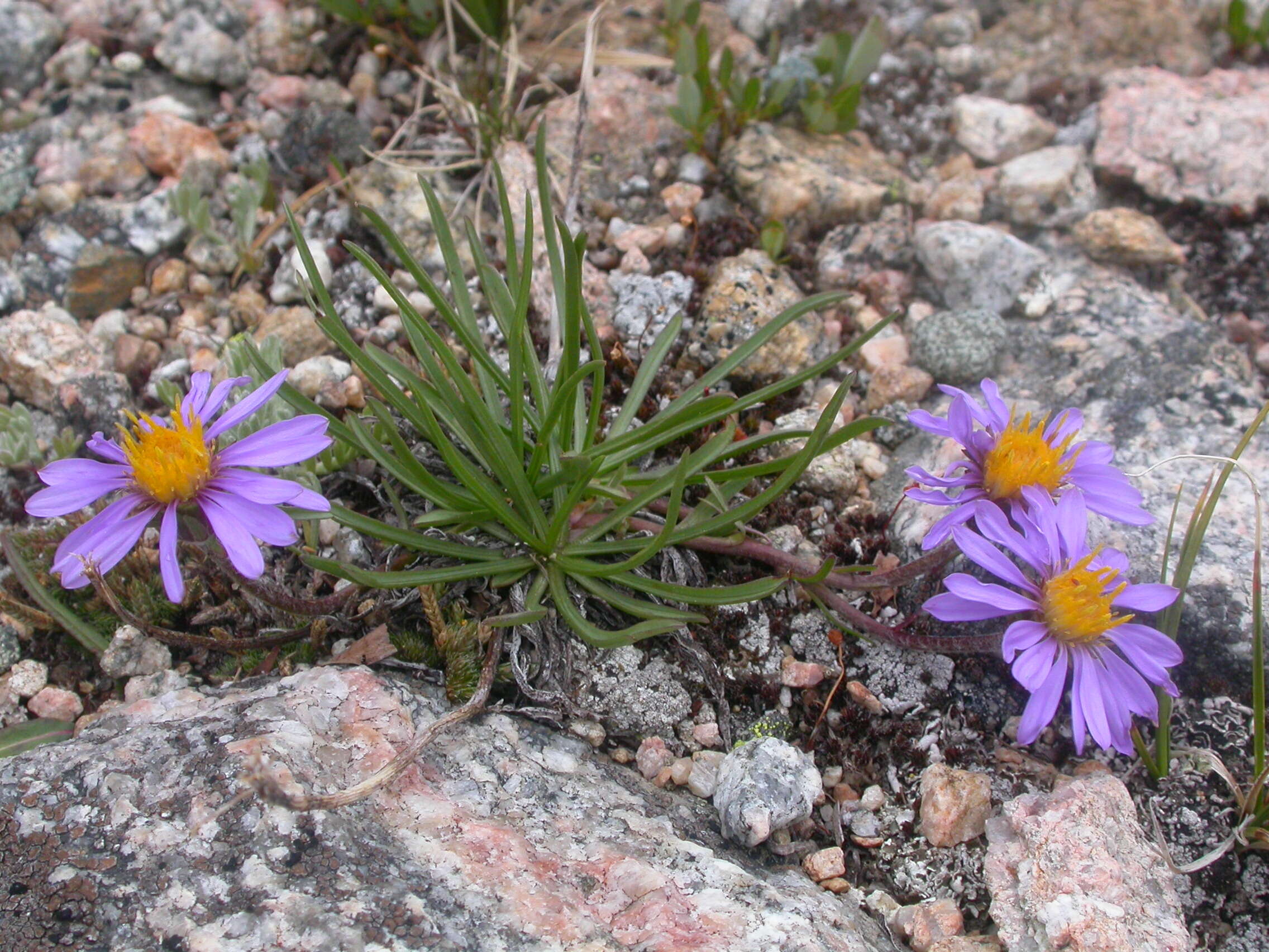 Imagem de Oreostemma alpigenum (Torr. & A. Gray) Greene