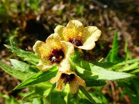 Image of black henbane