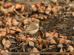 Image of Siberian Chiffchaff