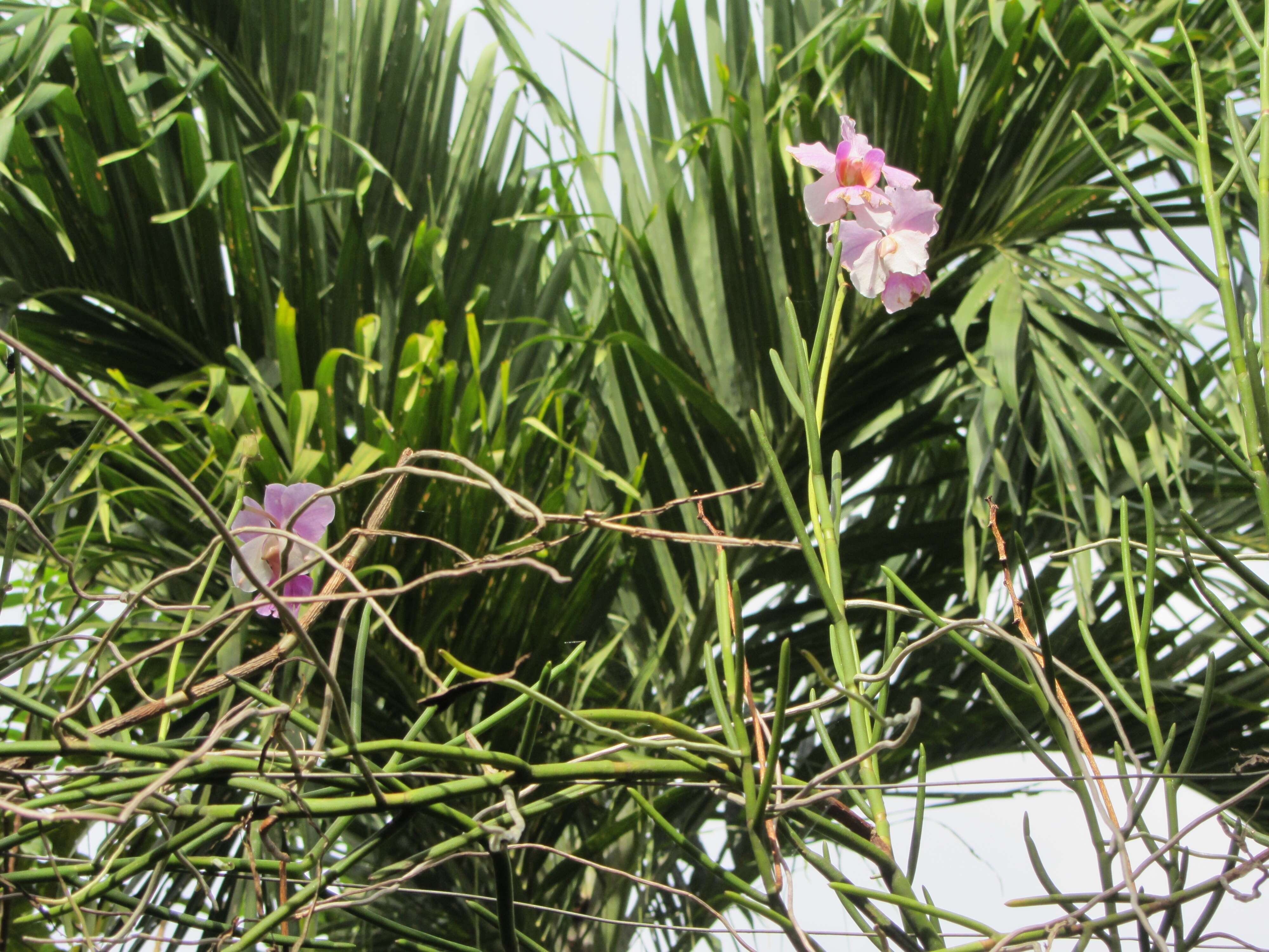 Image of Vanda teres × Vanda hookeriana