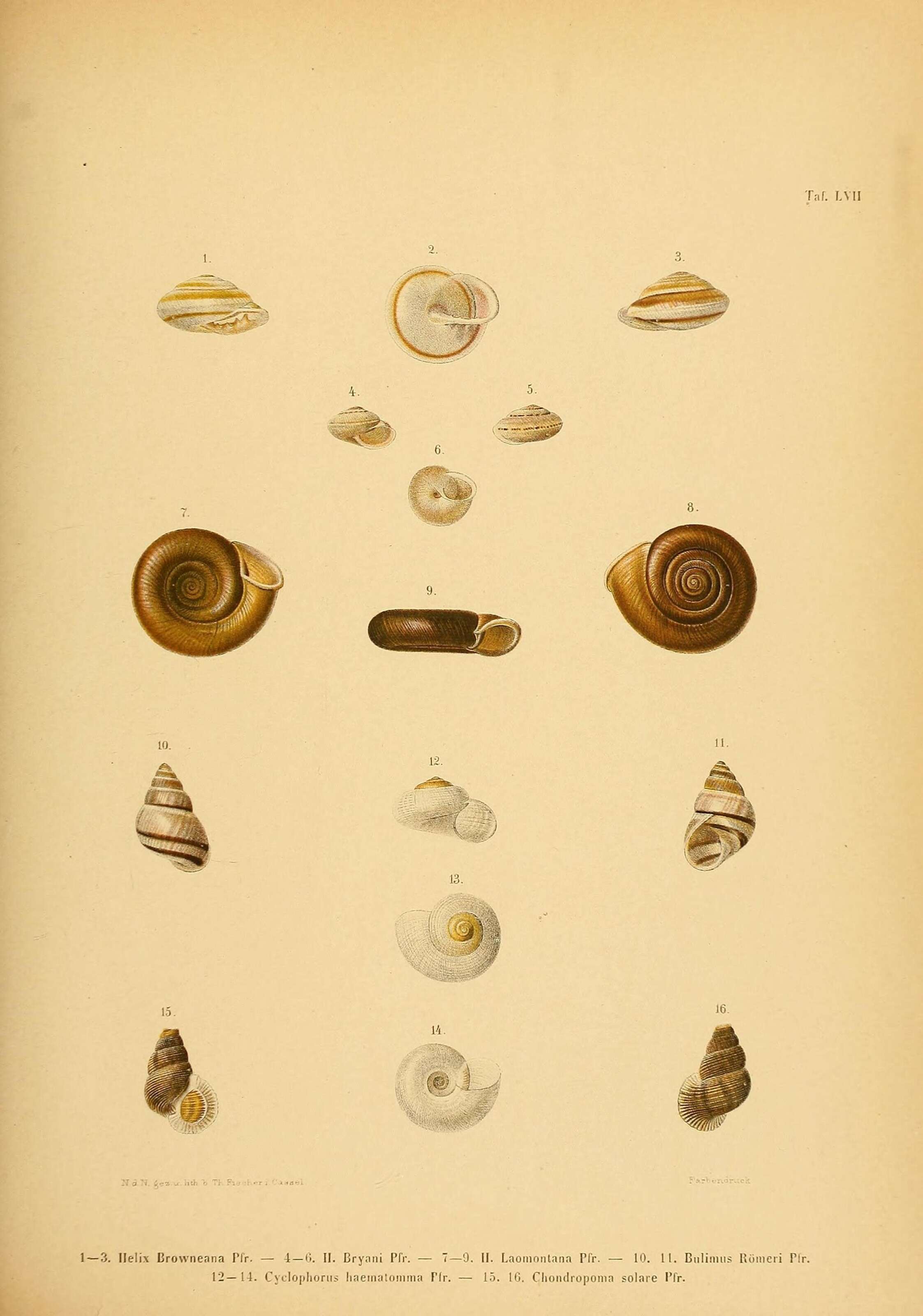 Image de Naggsia laomontana (L. Pfeiffer 1862)