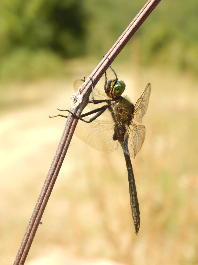 Image of Balkan Emerald