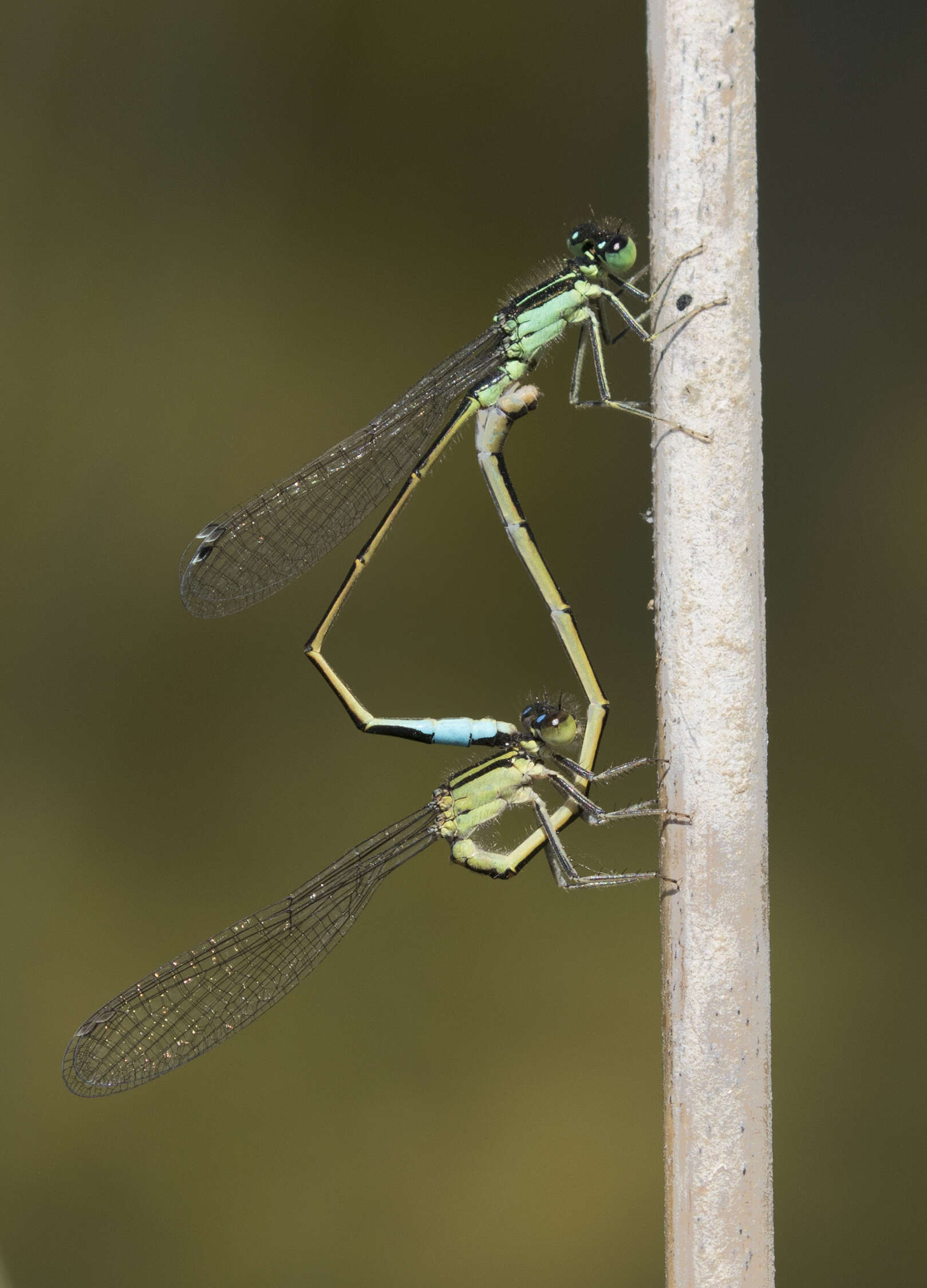 Imagem de Ischnura elegans (Vander Linden 1820)