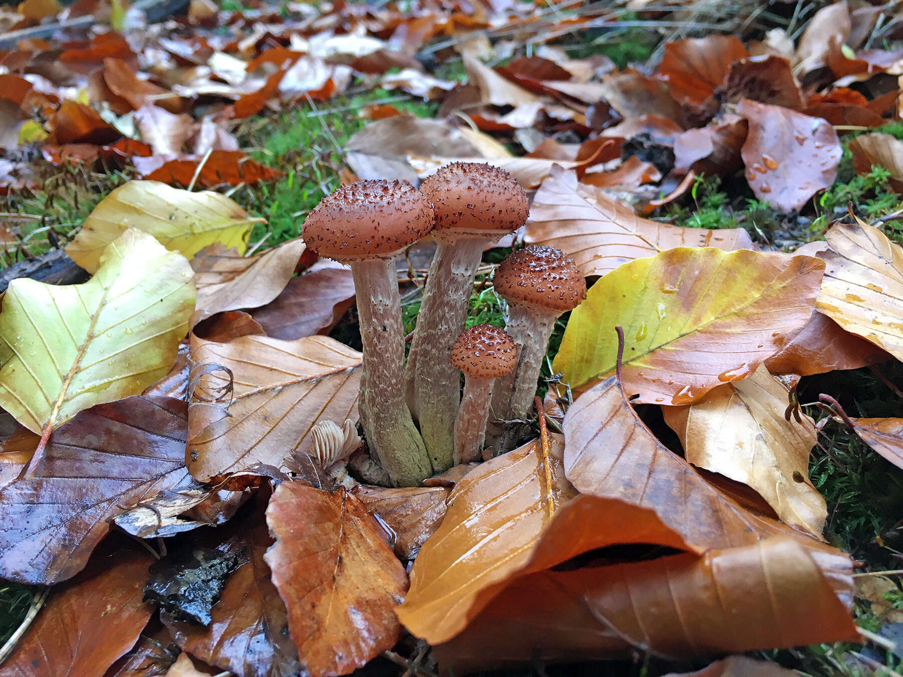 Image of Armillaria ostoyae (Romagn.) Herink 1973