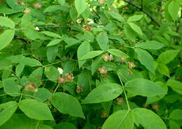 Image of Euonymus verrucosus Scop.