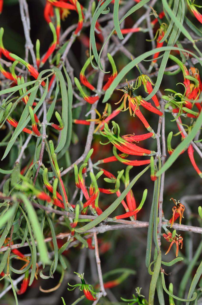 Image of harlequin mistletoe